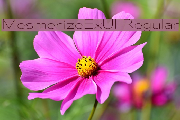 MesmerizeExUl-Regular Font examples
