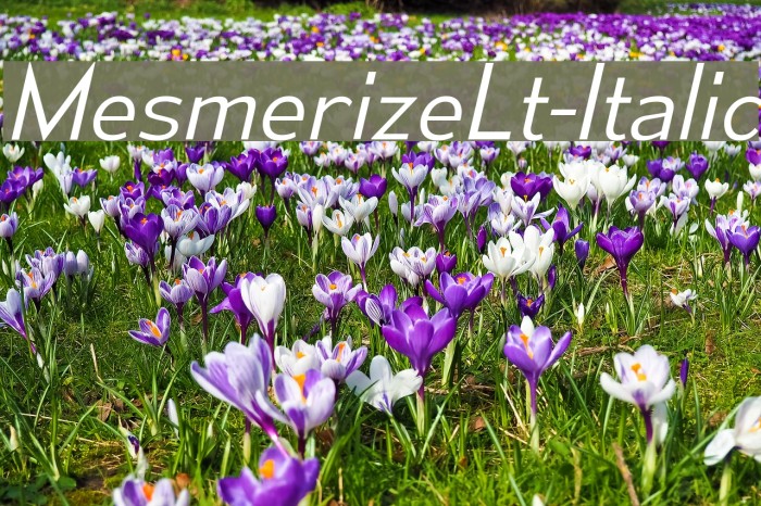 MesmerizeLt-Italic Font examples