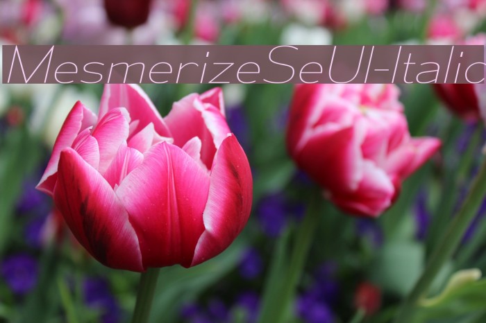 MesmerizeSeUl-Italic Font examples