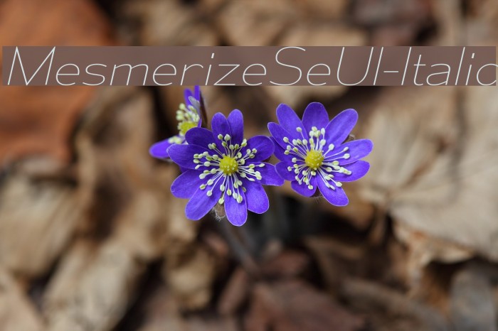 MesmerizeSeUl-Italic Font examples