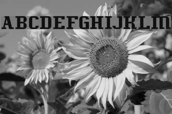 Messe Berlin Font examples