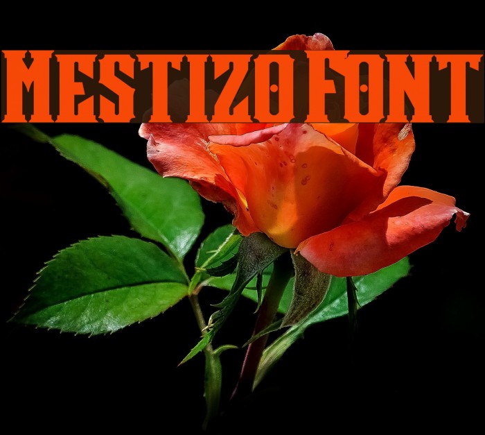 Mestizo Font Caratteri examples