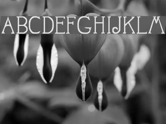 Mestral Font examples