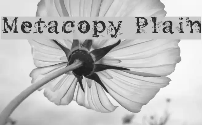 Metacopy Plain Font examples