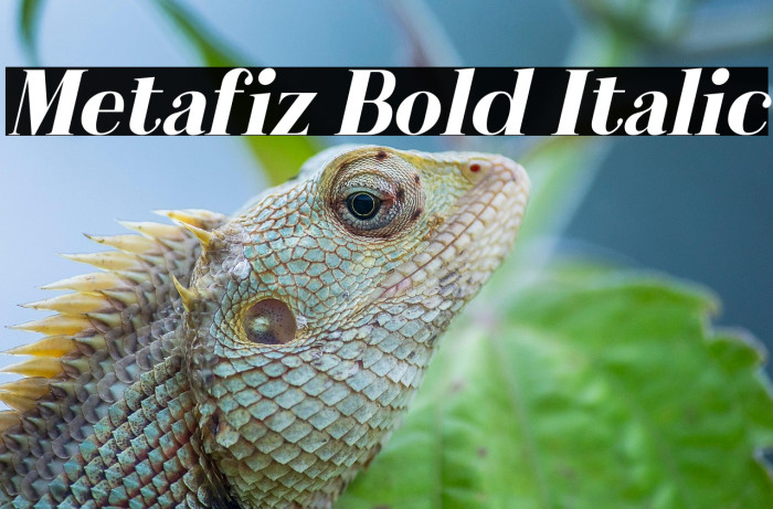 Metafiz Bold Italic Example 2