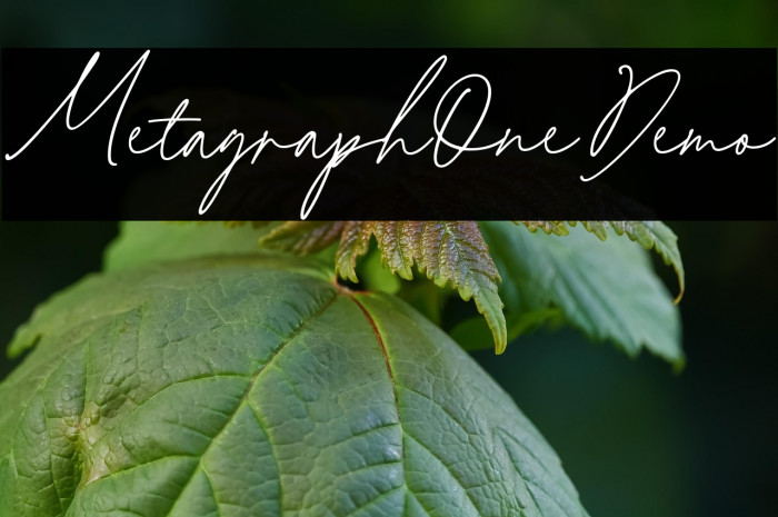 MetagraphOneDemo Example 1