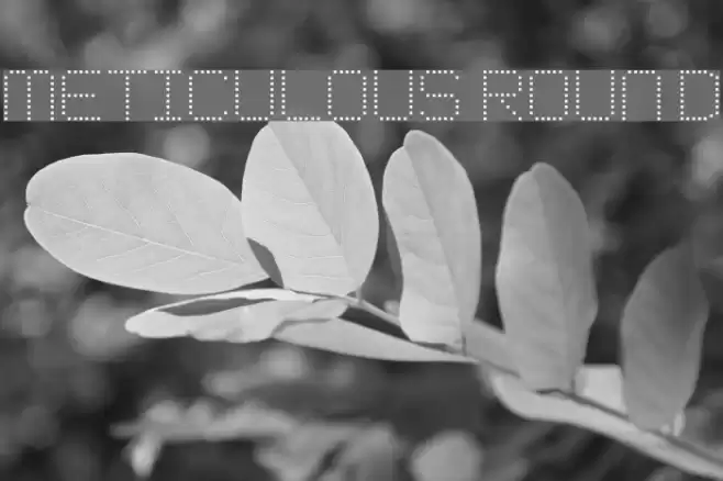 Meticulous Round Font examples
