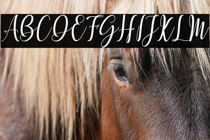 Mettadilla Example 1