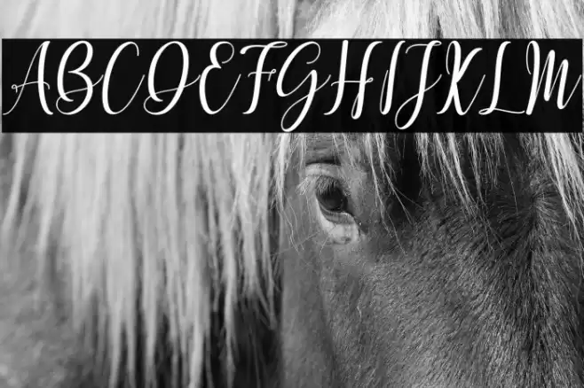 Mettadilla Font examples