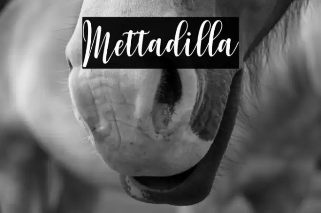 Mettadilla Font examples