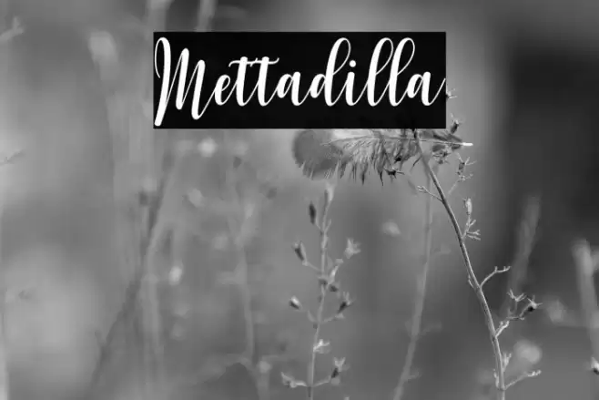 Mettadilla Font examples