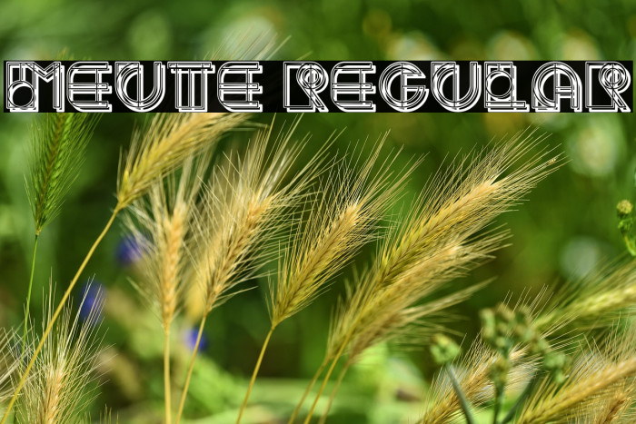 Meute Regular Example 1