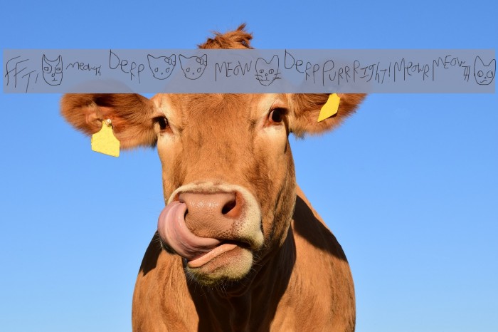 Mew Too CatDings Example 1