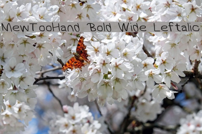 MewTooHand Bold Wide Leftalic Font examples