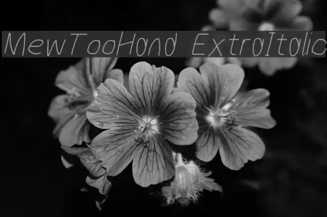 MewTooHand ExtraItalic Caratteri examples