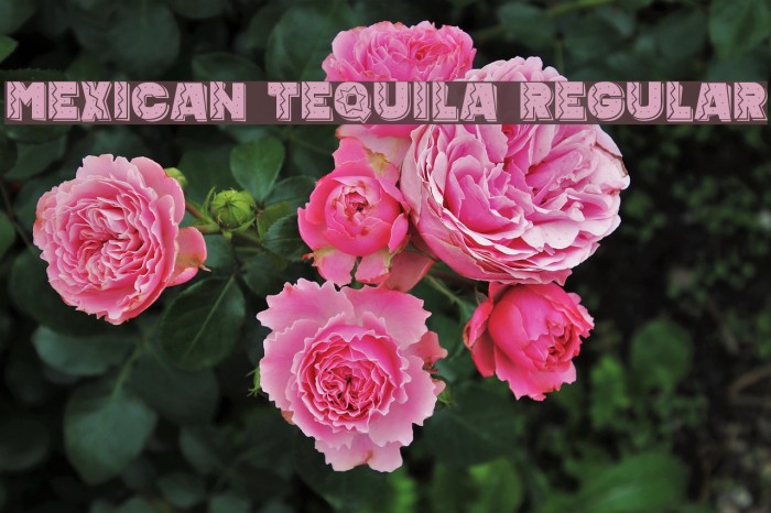Mexican Tequila Regular Font examples