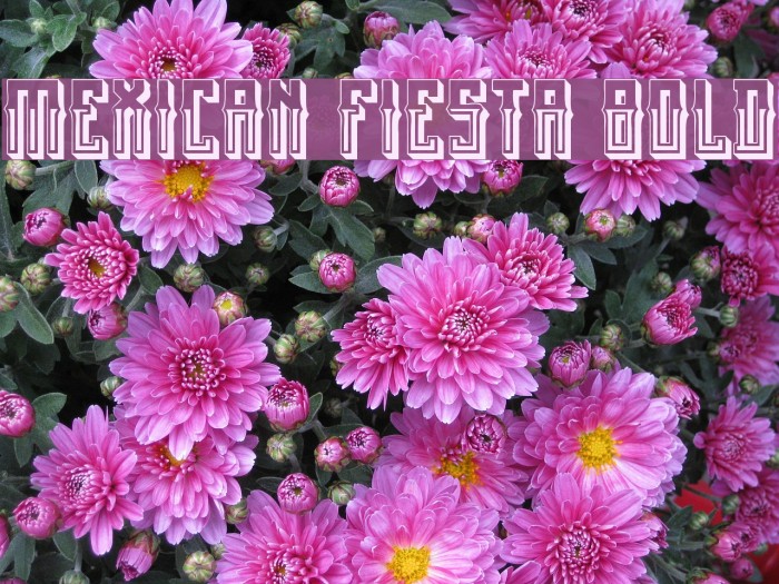 Mexican fiesta Bold Font examples