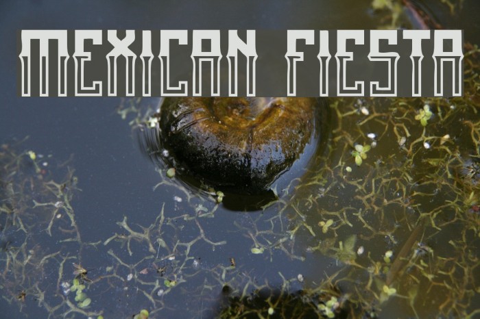 Mexican fiesta Example 1