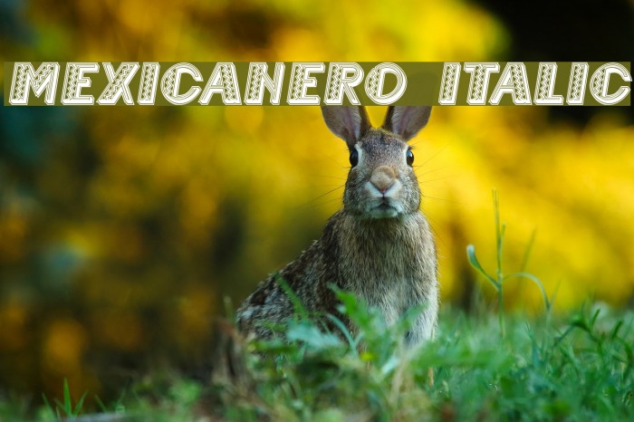 Mexicanero Italic Font examples