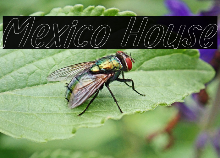 Mexico House Example 3