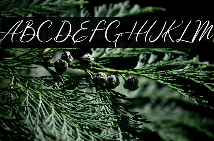 Meysha Demo Regular Example 2