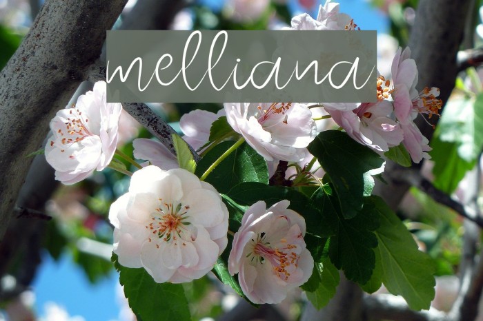 melliana Font examples