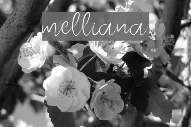 melliana Example 1