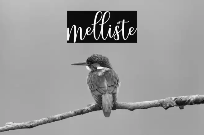 melliste Font examples