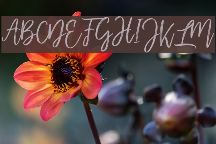 mellonydrybrush Example 1