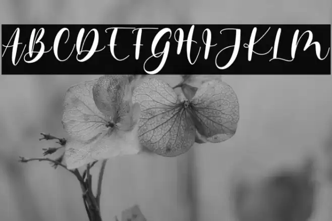 memorita Font examples