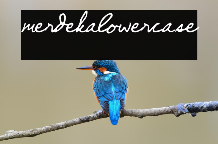 merdekalowercase Schriftart examples