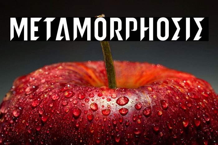 metamorphosis Example 1