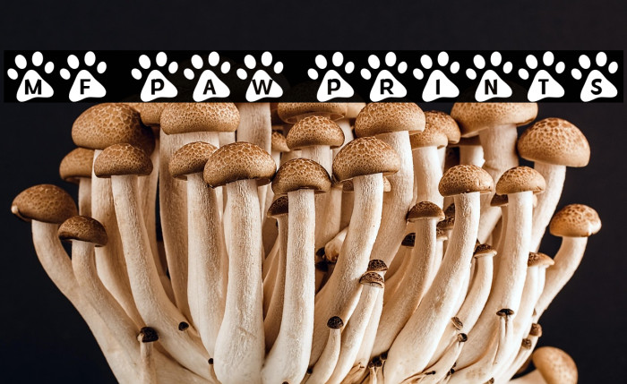 MF Paw Prints Example 2