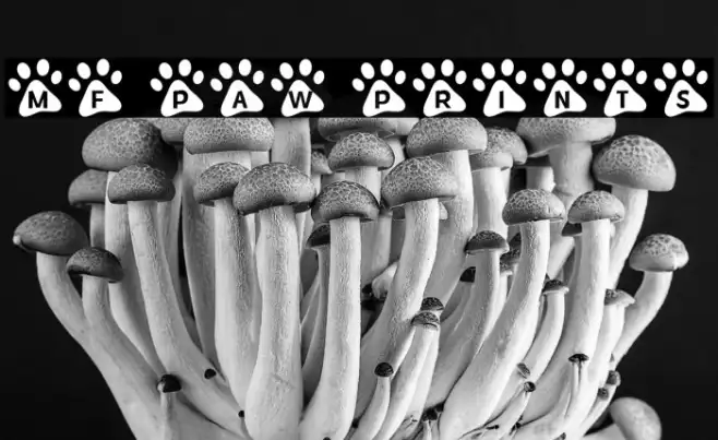 MF Paw Prints Example 2