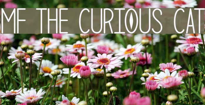 Mf The Curious Cat Example 2