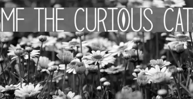 Mf The Curious Cat Font examples