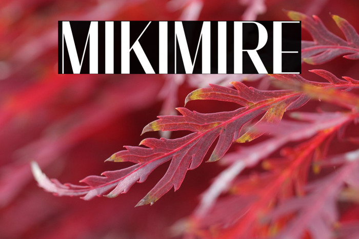MIKIMIRE Example 3