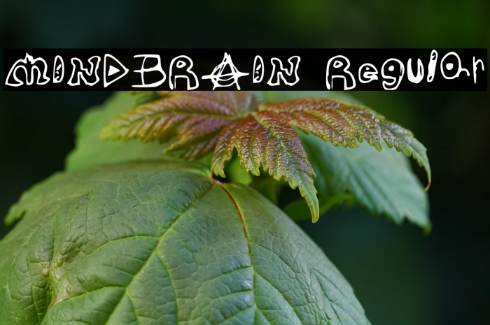 MINDBRAIN Regular Example 3