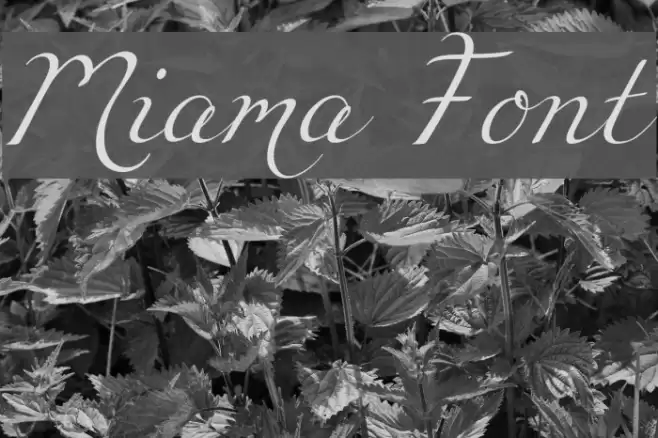 Miama Font examples