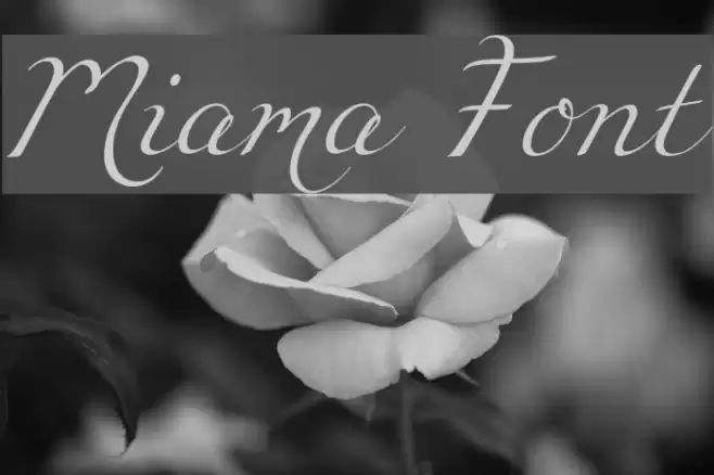 Miama Font examples