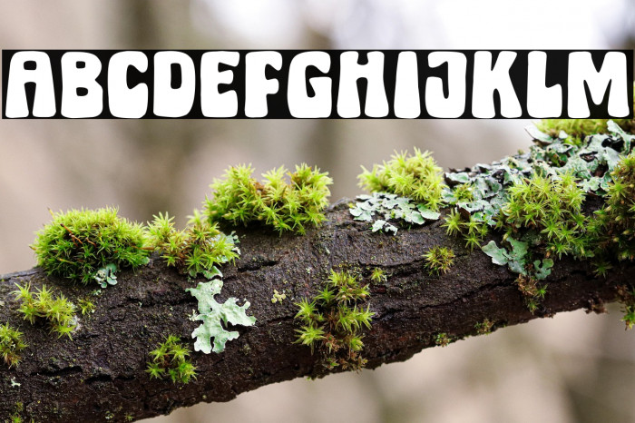 Micky Bonn Clean Example 2