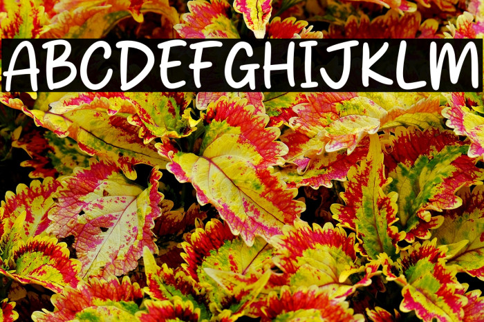 Micky House Example 1