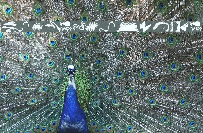 MicroBeingsTwo Example 1