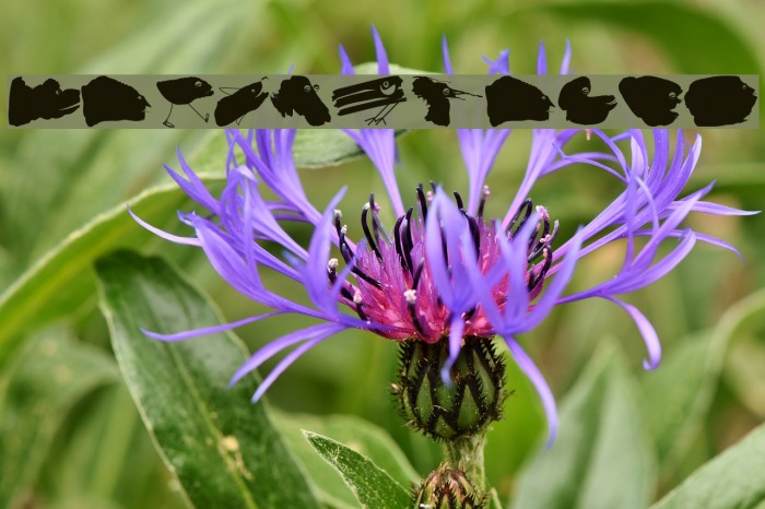 MicroBeings Example 1