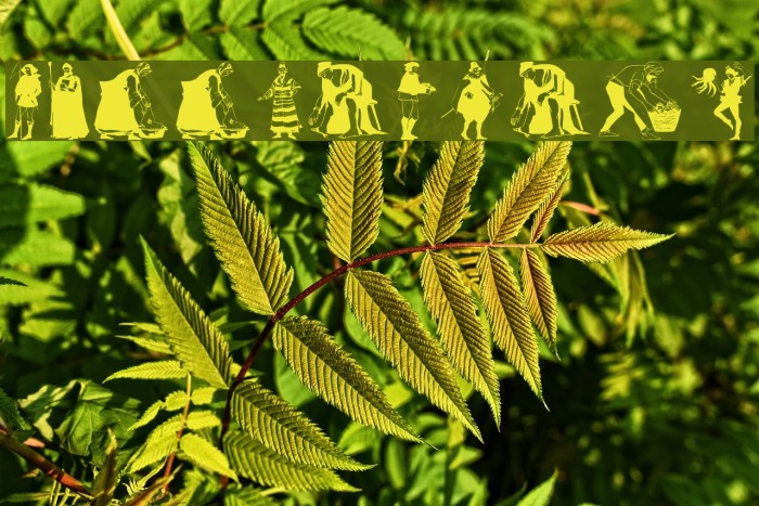 MiddleAgers Example 1