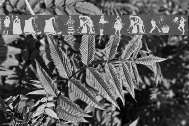 MiddleAgers Font examples