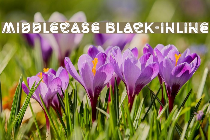 Middlecase Black-Inline Font examples