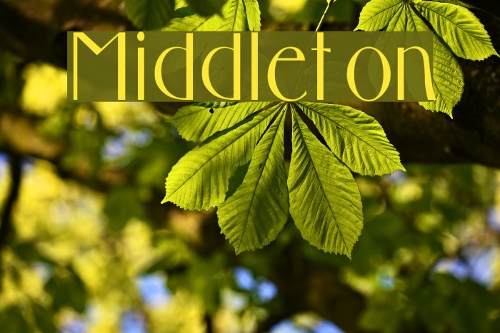 Middleton フォント examples