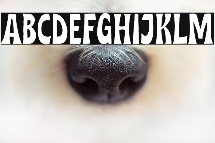 MidgetoDEMO-Regular Example 1