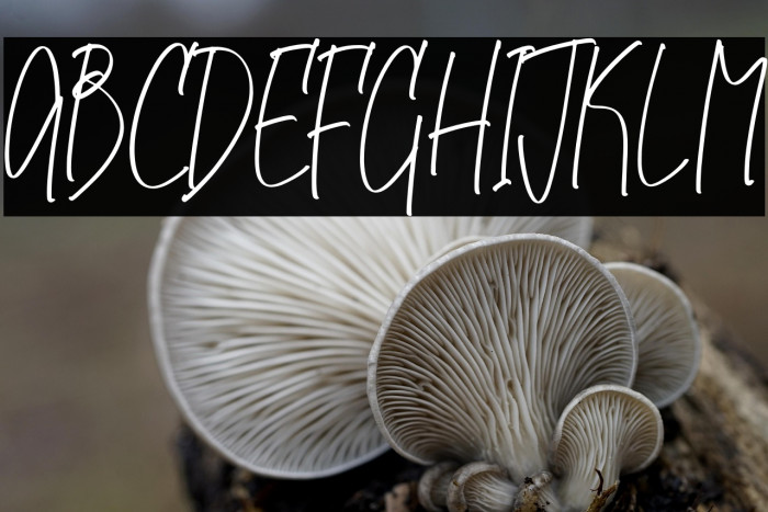 Midlenorth Constane Example 2